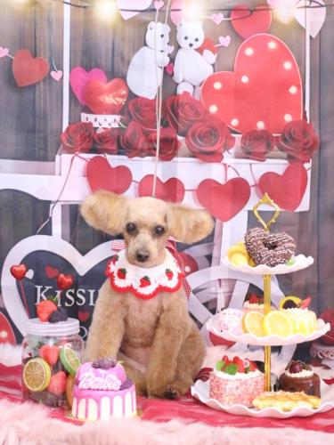 20250202ももちゃん